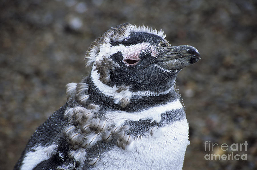 Scruffy young Magellanic penguin Photograph by James Brunker
