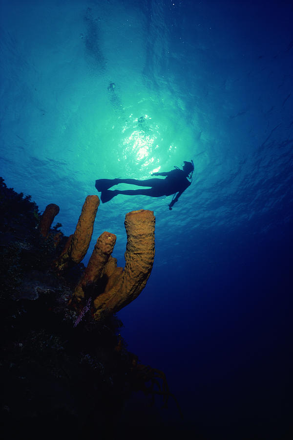 Scuba diver Photograph by Comstock Images