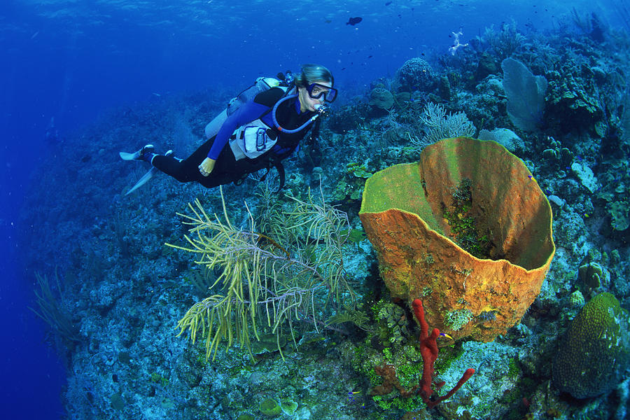 Scuba diver near green barrel sponge Photograph by Comstock