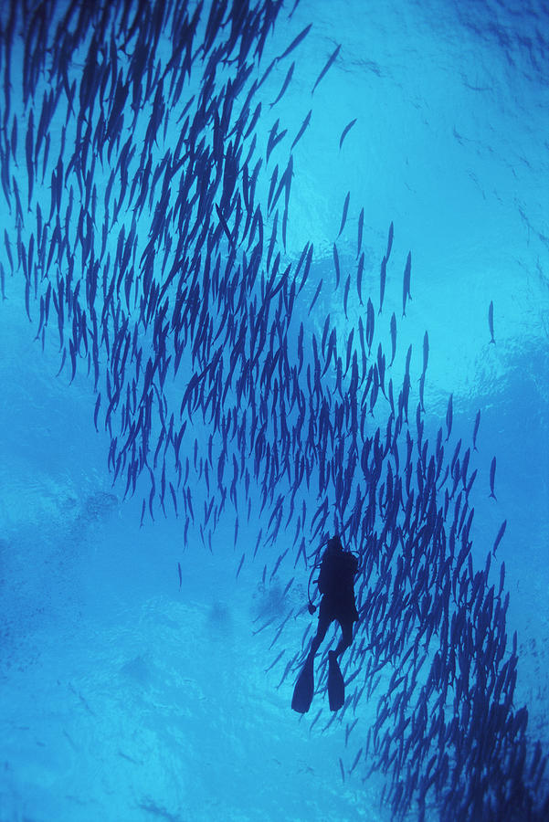 Scuba Diver Swimming with a Shoal of Fish Photograph by Darryl Leniuk