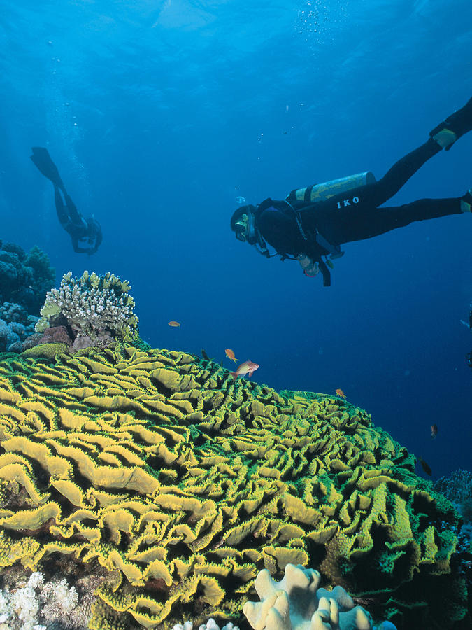 Scuba divers and coral reef, rear view Photograph by Dex Image