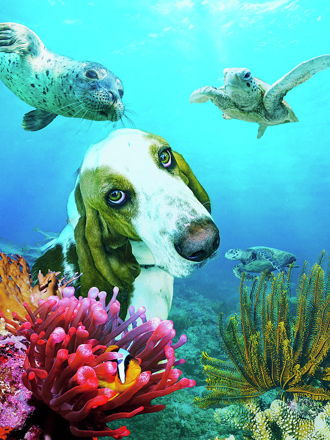 Scuba Diving Dog  Digital Art by Don Wright