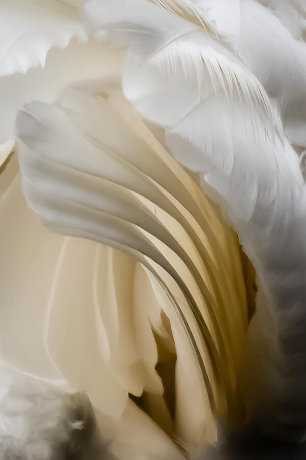 Sculpting with Feathers Photograph by Linda Bonaccorsi