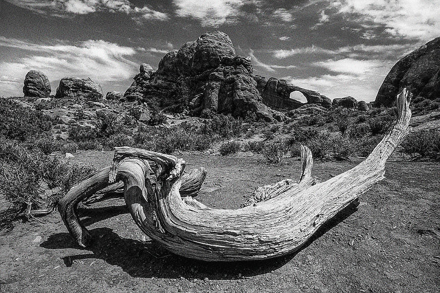 Sculpture in the Wilderness black and white Photograph by Kim Lessel