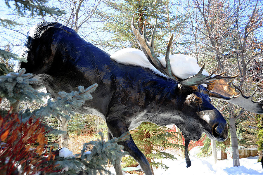 Sculptured Moose Coming out of the forest and snow. Photograph by Gunther Allen