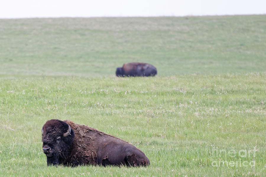SD Bison Photograph by Natural Focal Point Photography