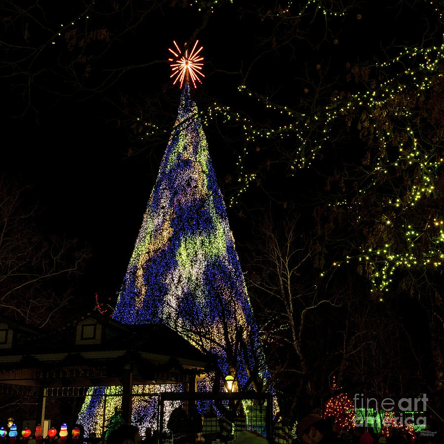 SDC Tall Christmas Tree In Blue Photograph by Jennifer White