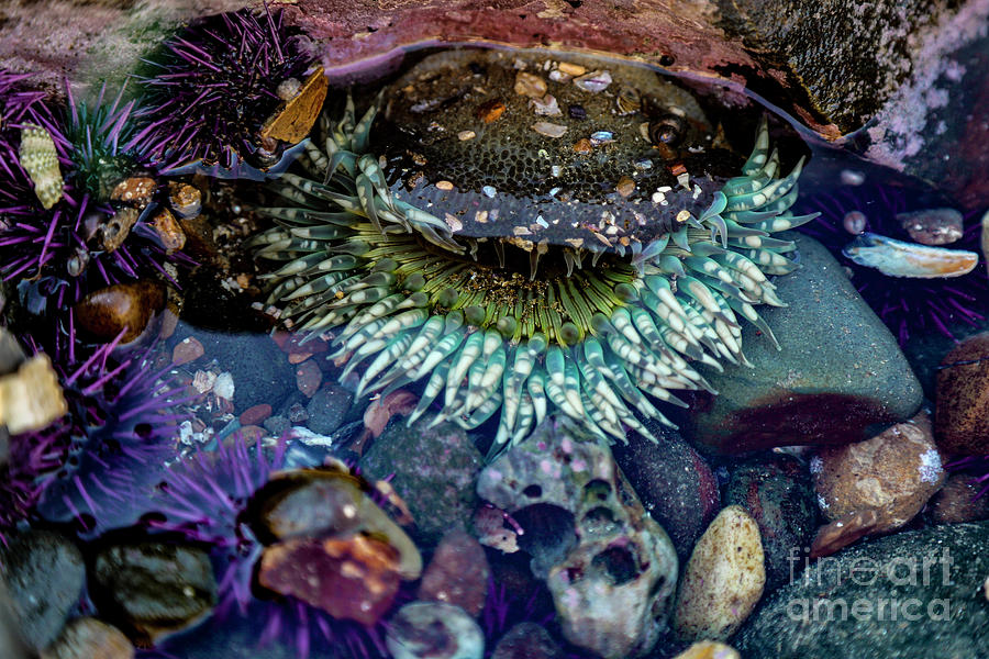 Sea Anemone Photograph by Erin Marie Davis