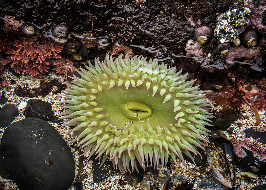 Sea Anemone in a Tide Pool Photograph by Robert Potts
