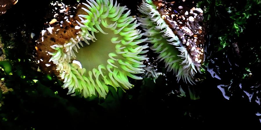 Sea Anemone Photograph by Jerry Sodorff
