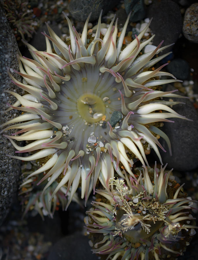 Sea Anemone Photograph by Mike Fusaro