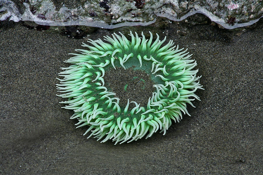 Sea Anemone Photograph by Paul Schultz