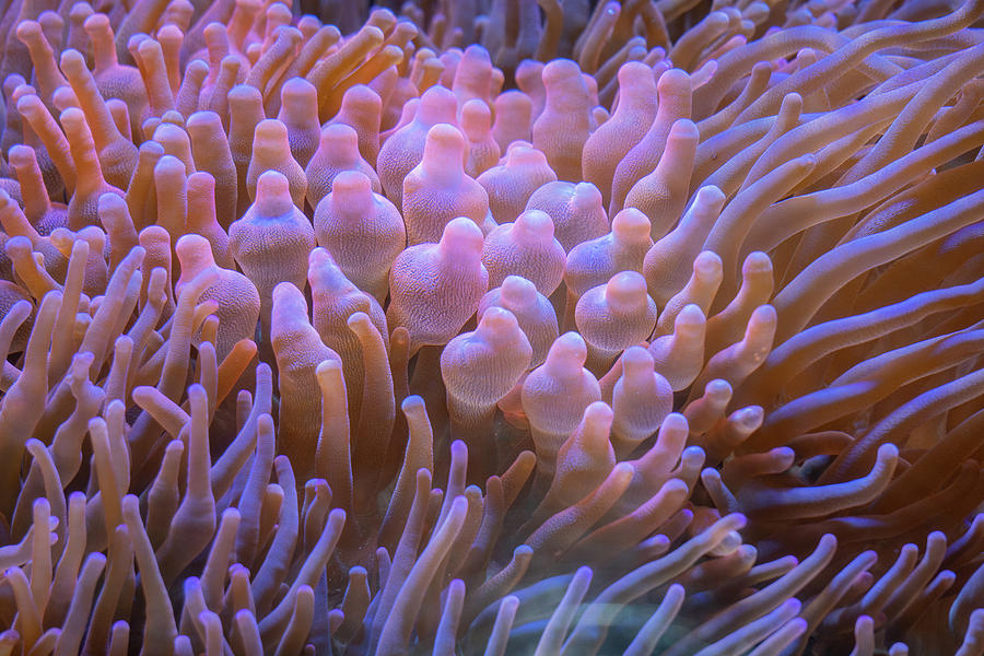 Sea Anemones up Close Photograph by Linda Howes