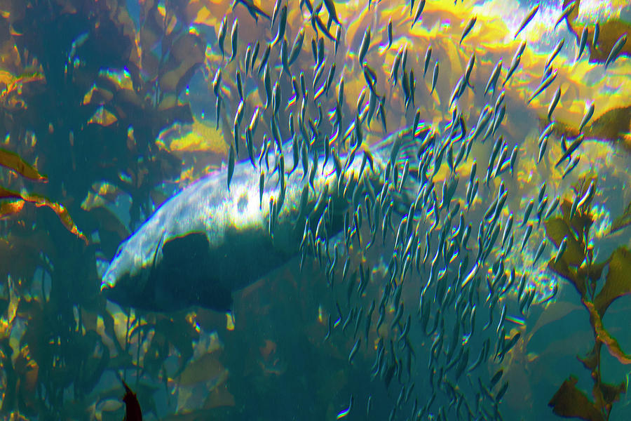 Sea Bass with Sardines Photograph by Bonnie Follett