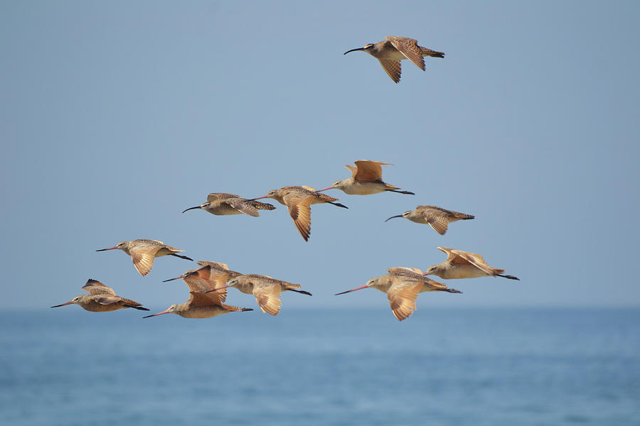 Sea Bird Fly By at the Ocean Photograph by Gaby Ethington
