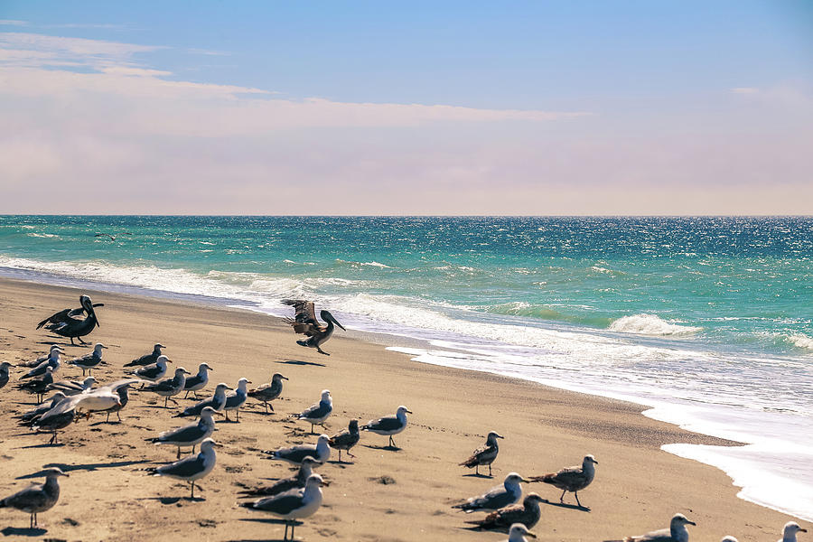 Sea birds Photograph by Alberto Zanoni