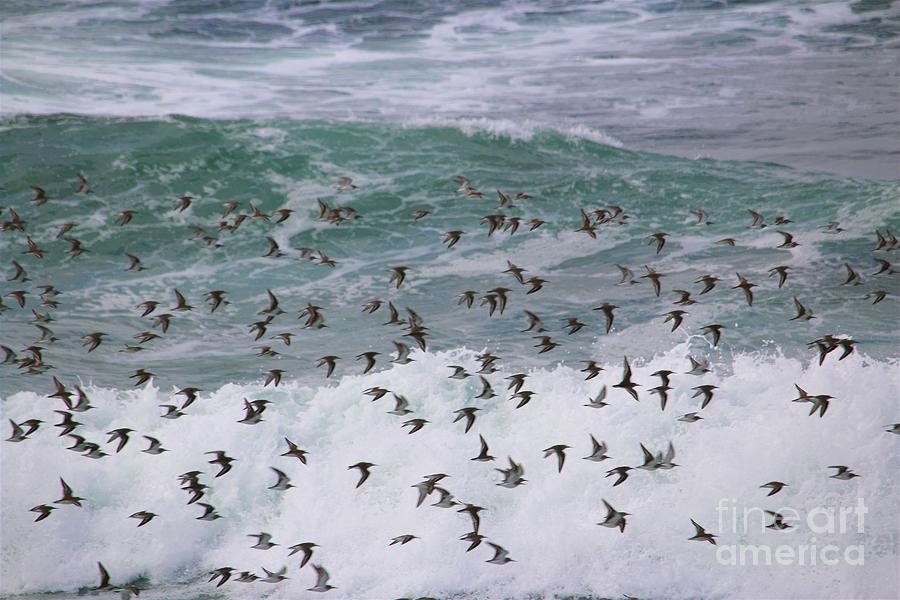 Sea Birds Over The Ocean Photograph