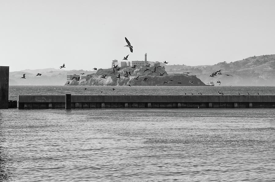Sea Birds Silhouetted Against Alcatraz Island San Francisco Black and White Photograph by Shawn OBrien