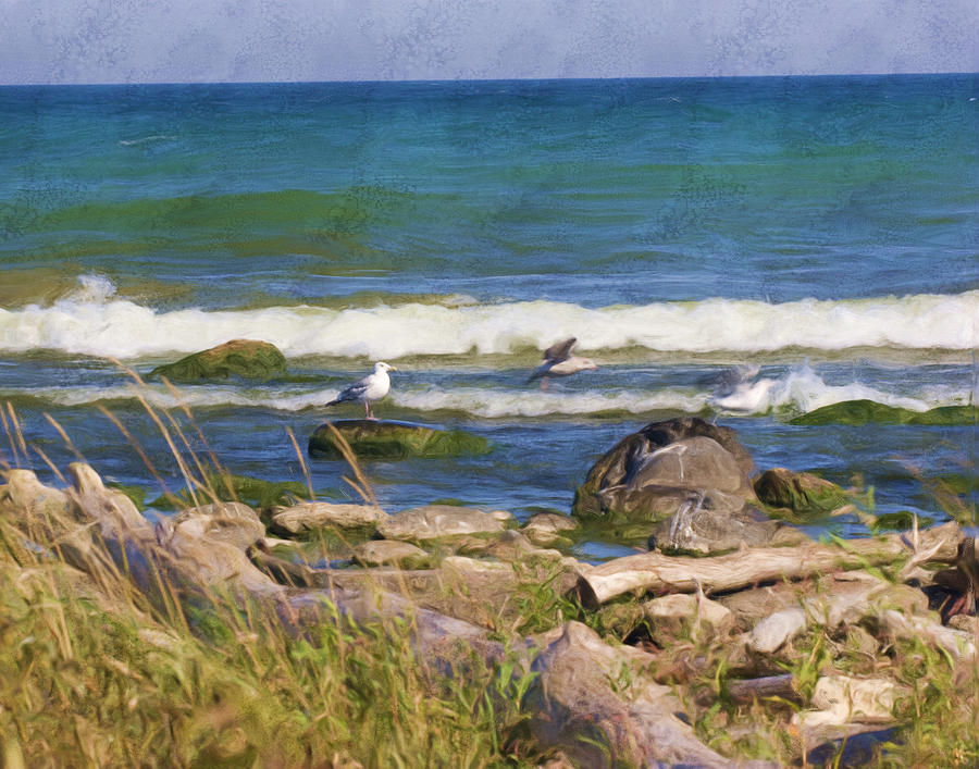 Sea Birds Digital Art by Stacey Carlson