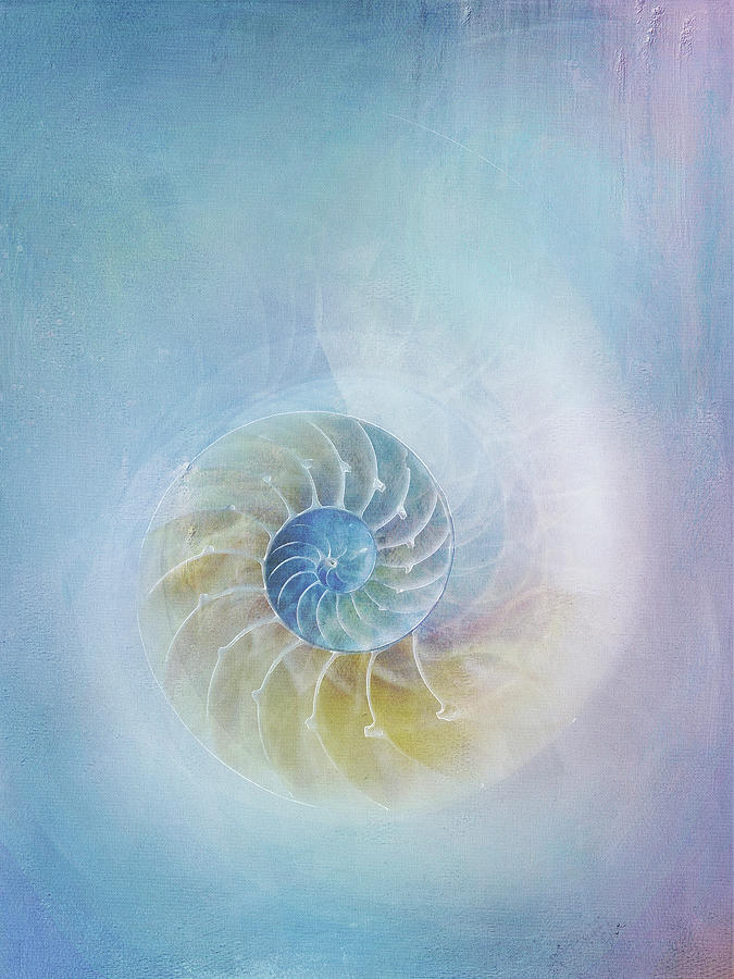 Sea Blue Nautilus Shell Digital Art by Terry Davis - Fine Art America