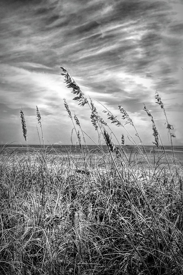 Sea Breezes on the Dunes Black and White Photograph by Debra and Dave ...