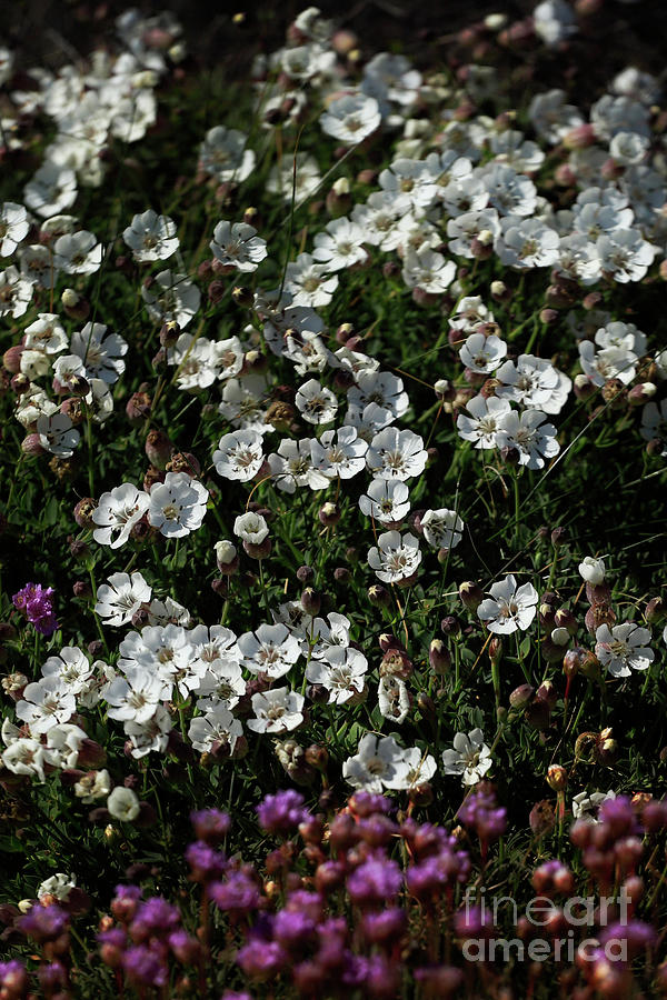Sea Campion Photograph by Terri Waters