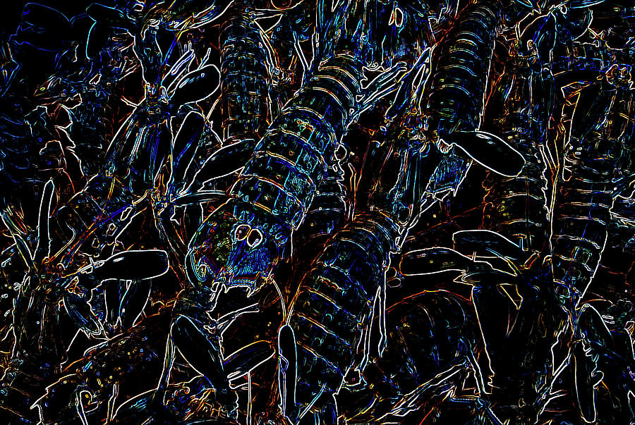 Sea Cicadas Photograph by Al Fio Bonina