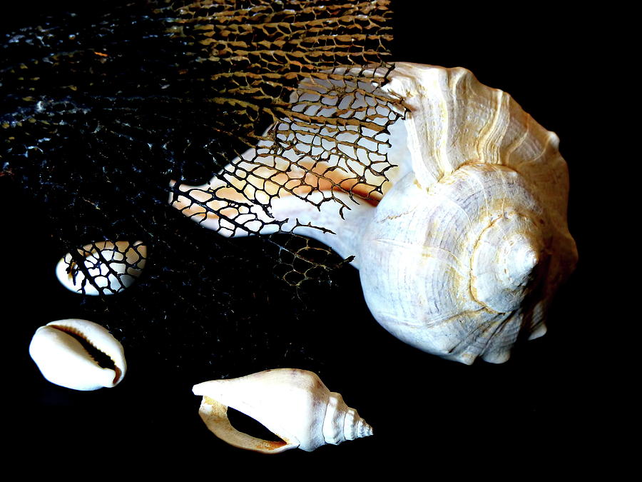 Sea Conch And Shells 2 Photograph