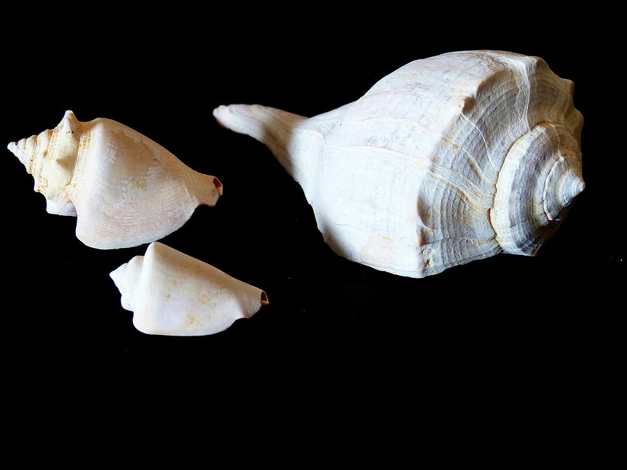 Sea Conch And Shells 3 Photograph