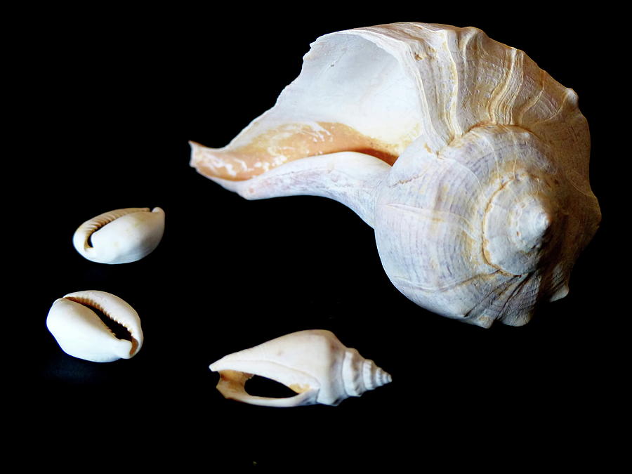 Sea Conch And Shells Photograph