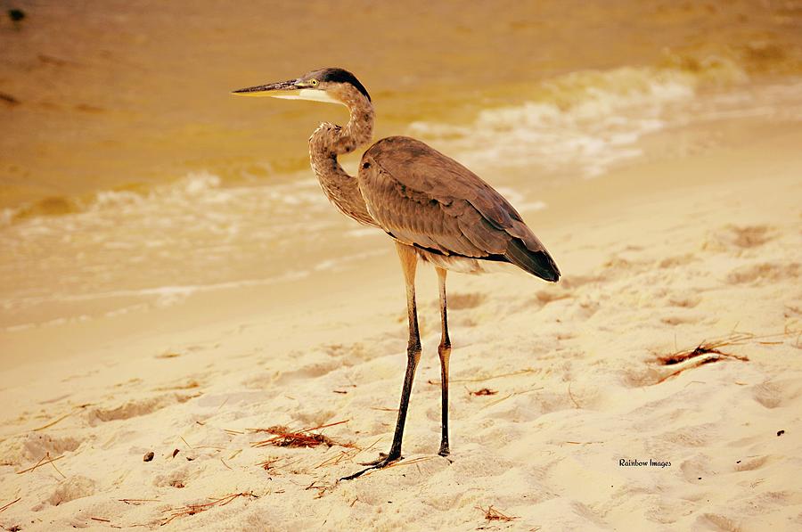 crane beach hours