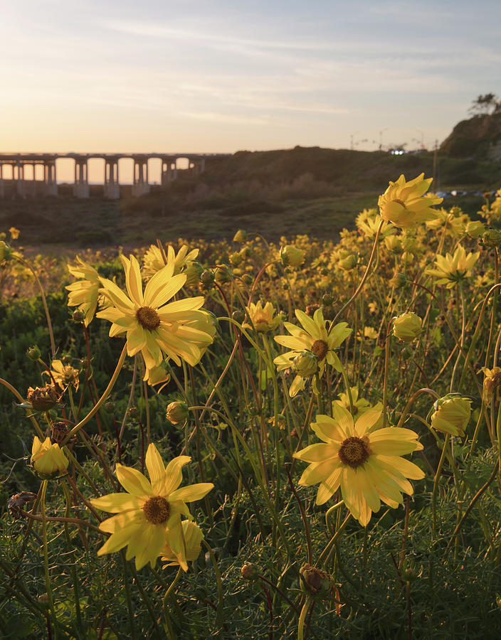 San Diego Photograph - Sea Dahlias at Sunset in Torrey Pines by William Dunigan
