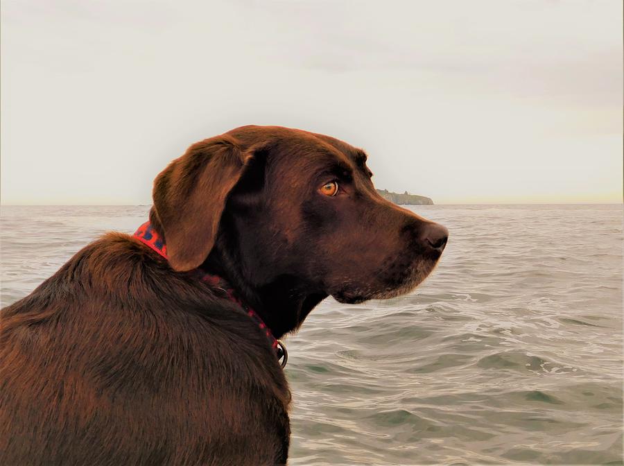- Sea Dog Photograph by THERESA Nye