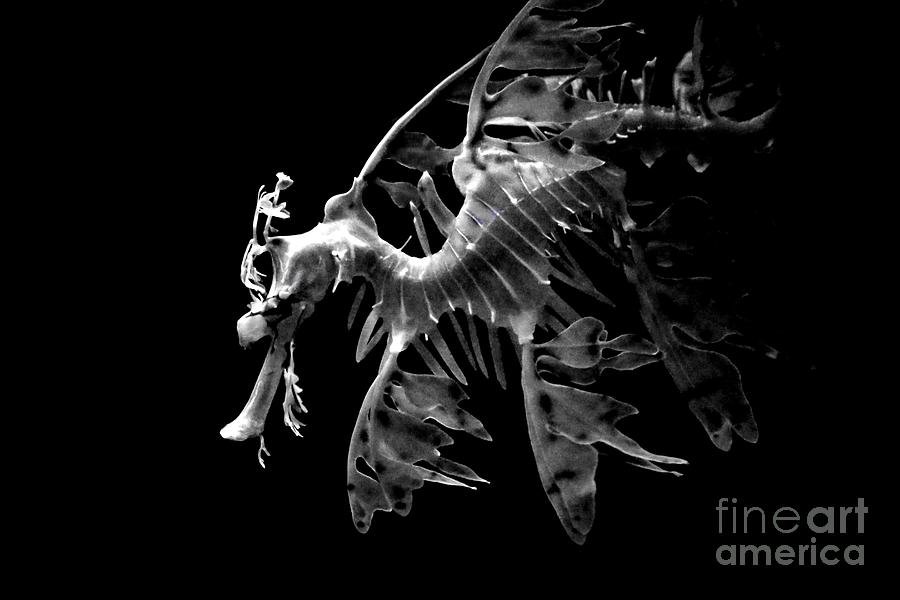 Sea Dragon in Black and White Photograph by Carol Groenen
