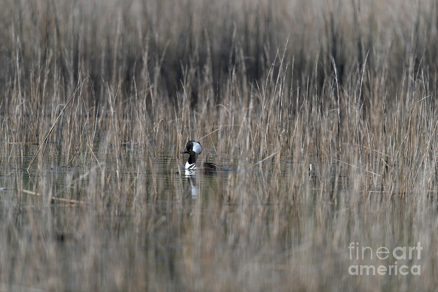 Sea Duck - Lowcountry Winter Marsh Photograph by Dale Powell