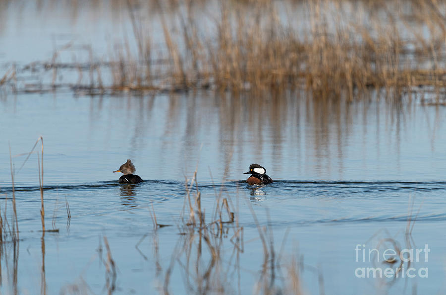 Sea Ducks - Lowcountry Pair Photograph by Dale Powell
