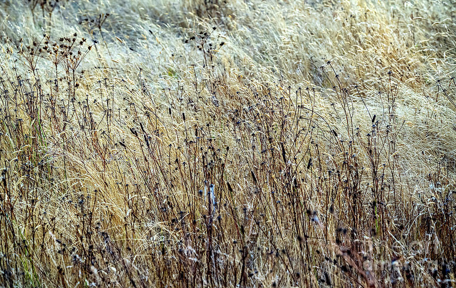 Sea Dune Grass Early Morning Photograph by M G Whittingham