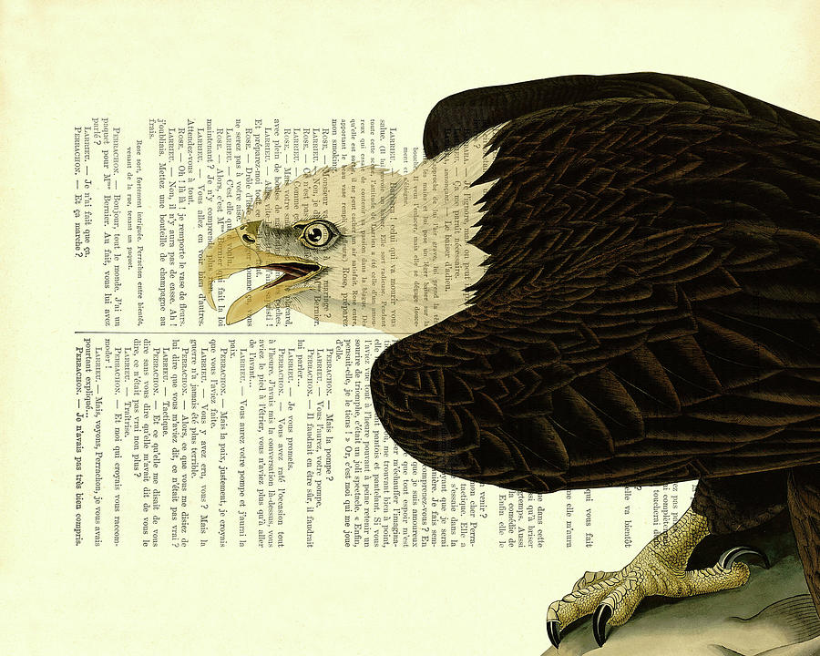 Hawk Digital Art - Sea Eagle Book Page Art  by Madame Memento