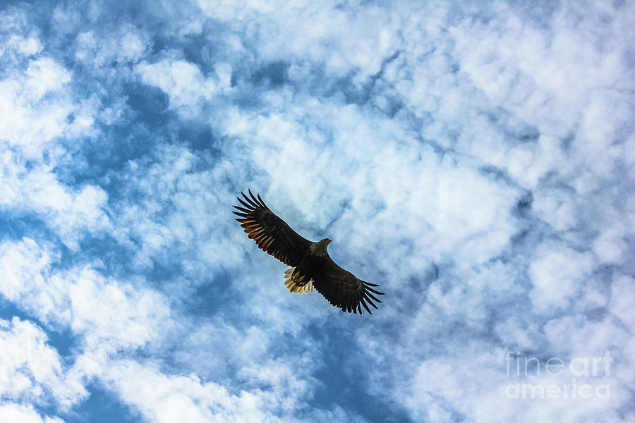 Sea Eagle flight Photograph by Benny Marty