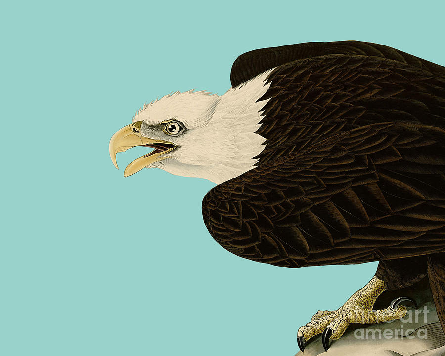 Eagle Digital Art - Sea Eagle by Madame Memento