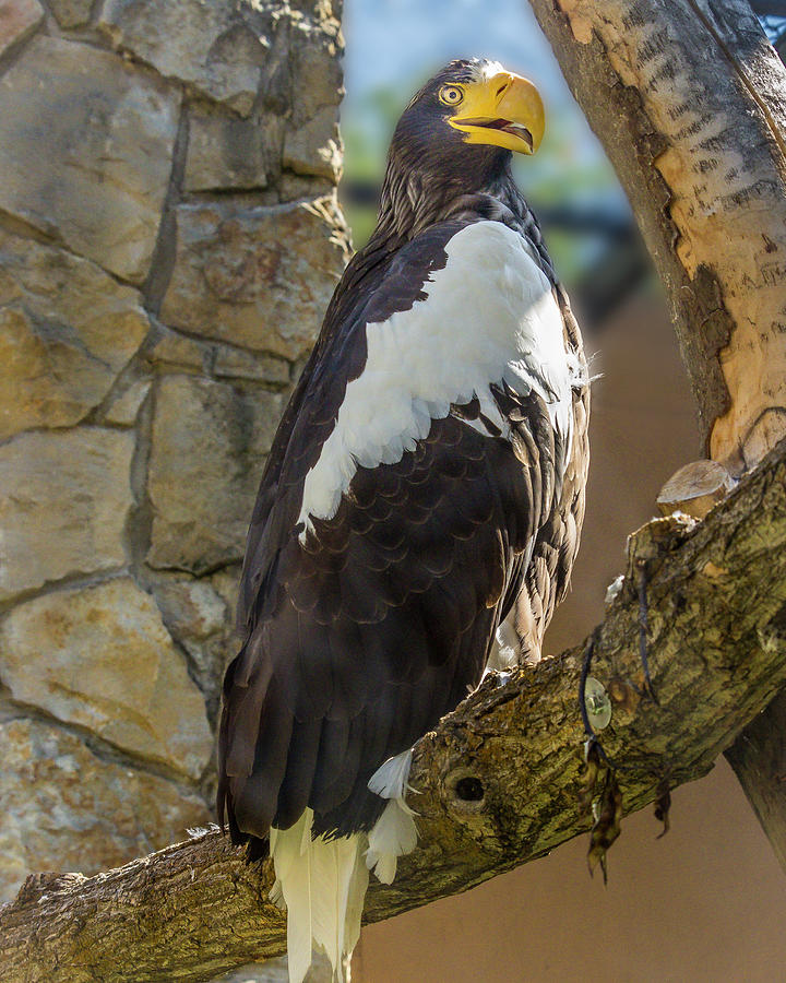 Sea Eagle Photograph by Mark Mille