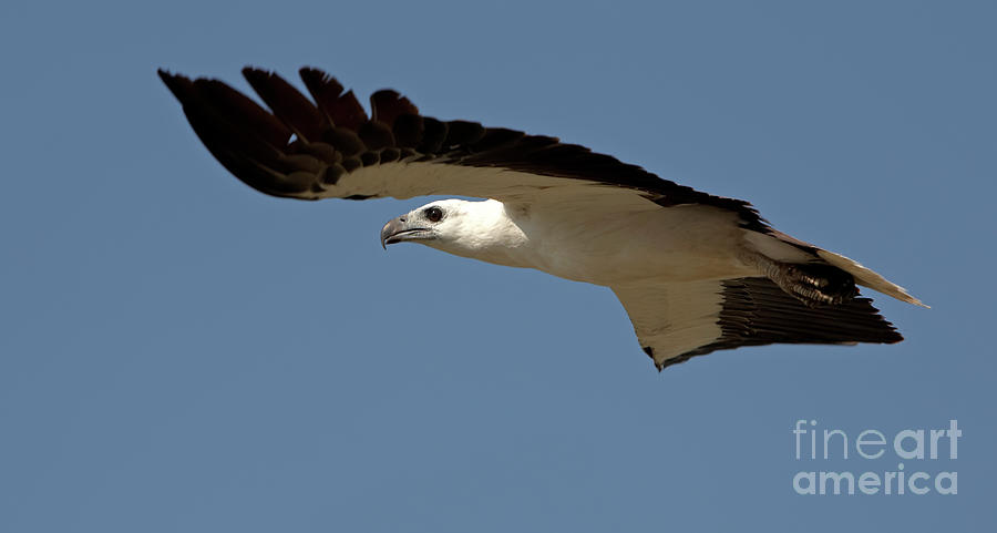 Sea Eagle NT Australia Photograph by Bill Robinson