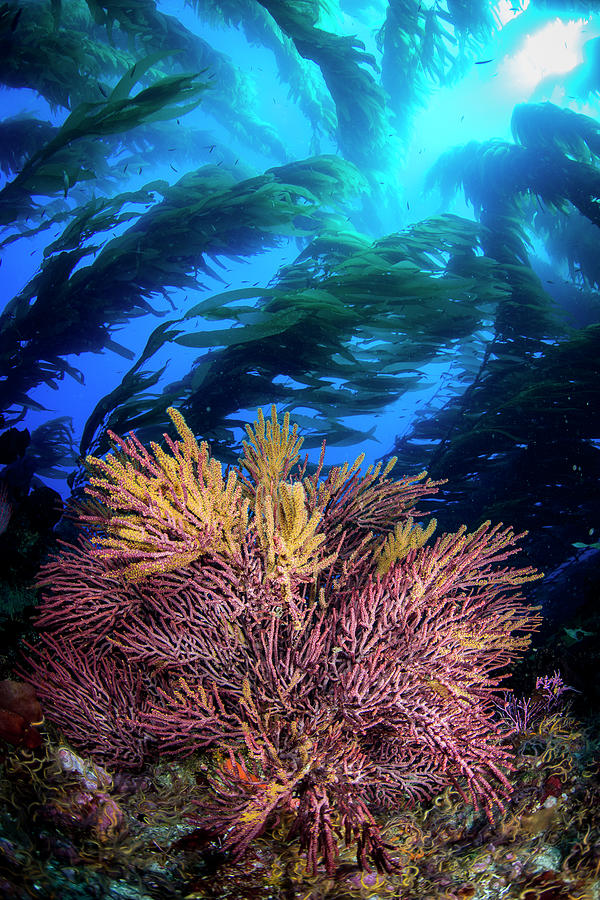 Sea Fan And Kelp Photograph