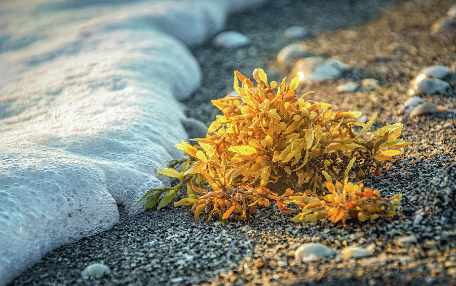 Sea Foam, Sand and Seaweed at Sunrise Photograph by Rebecca Herranen