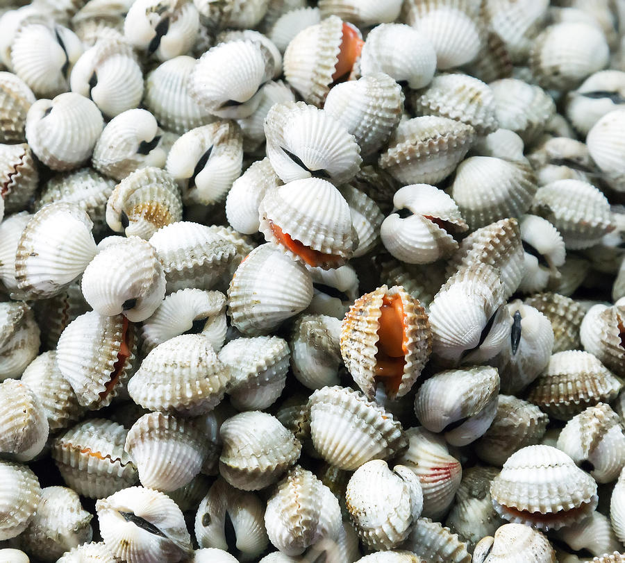 Sea food raw Surf clam background Photograph by VladyslavDanilin