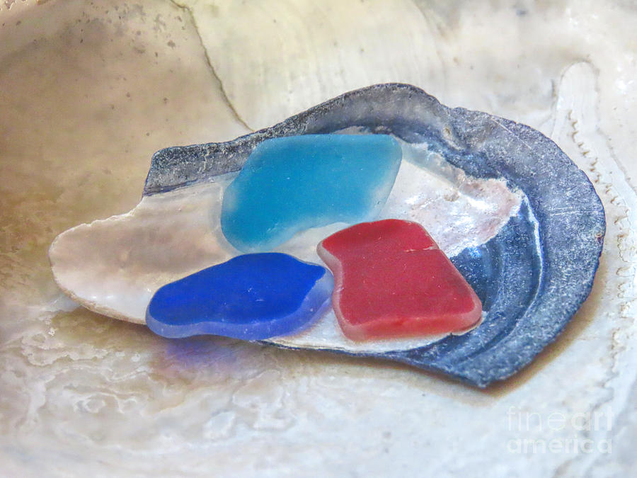 Sea glass in mussel shell Photograph by Janice Drew