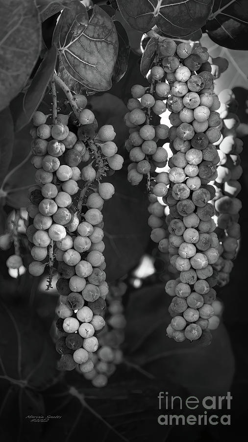 Nature Photograph - Sea Grapes by Marvin Spates