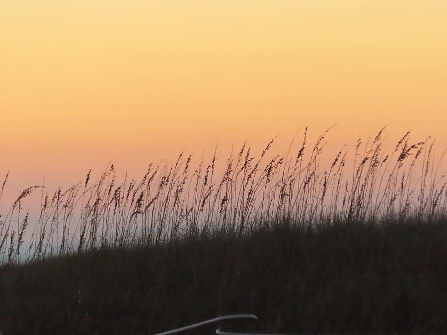 Sea Grass At Sunset 4 Photograph by Kay Novy