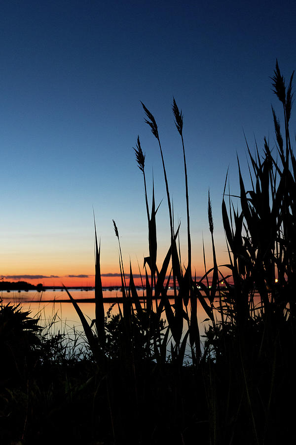 Sea Grass Silhouette Photograph by Denise Kopko