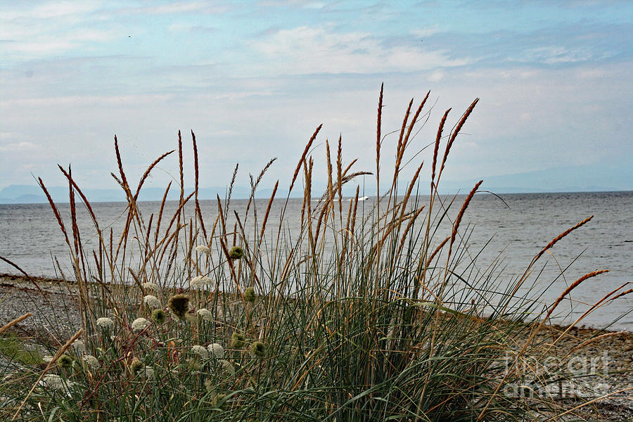 Sea Grass View Photograph by Norma Appleton